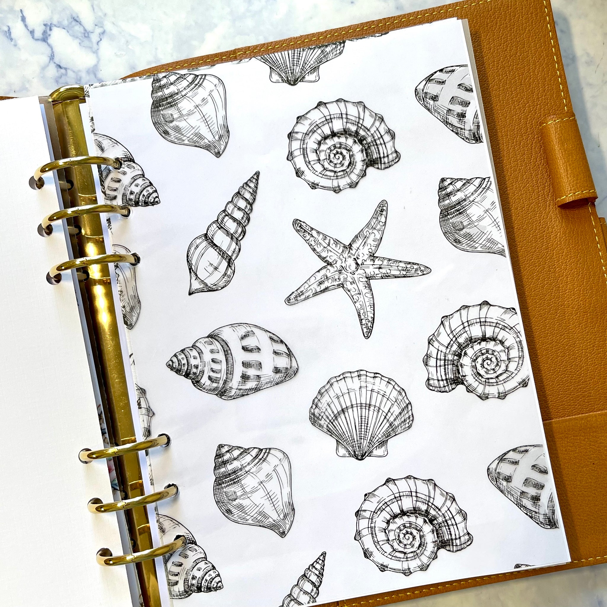 Seashells in Black Acetate Dashboard
