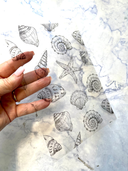 Seashells in Black Acetate Dashboard