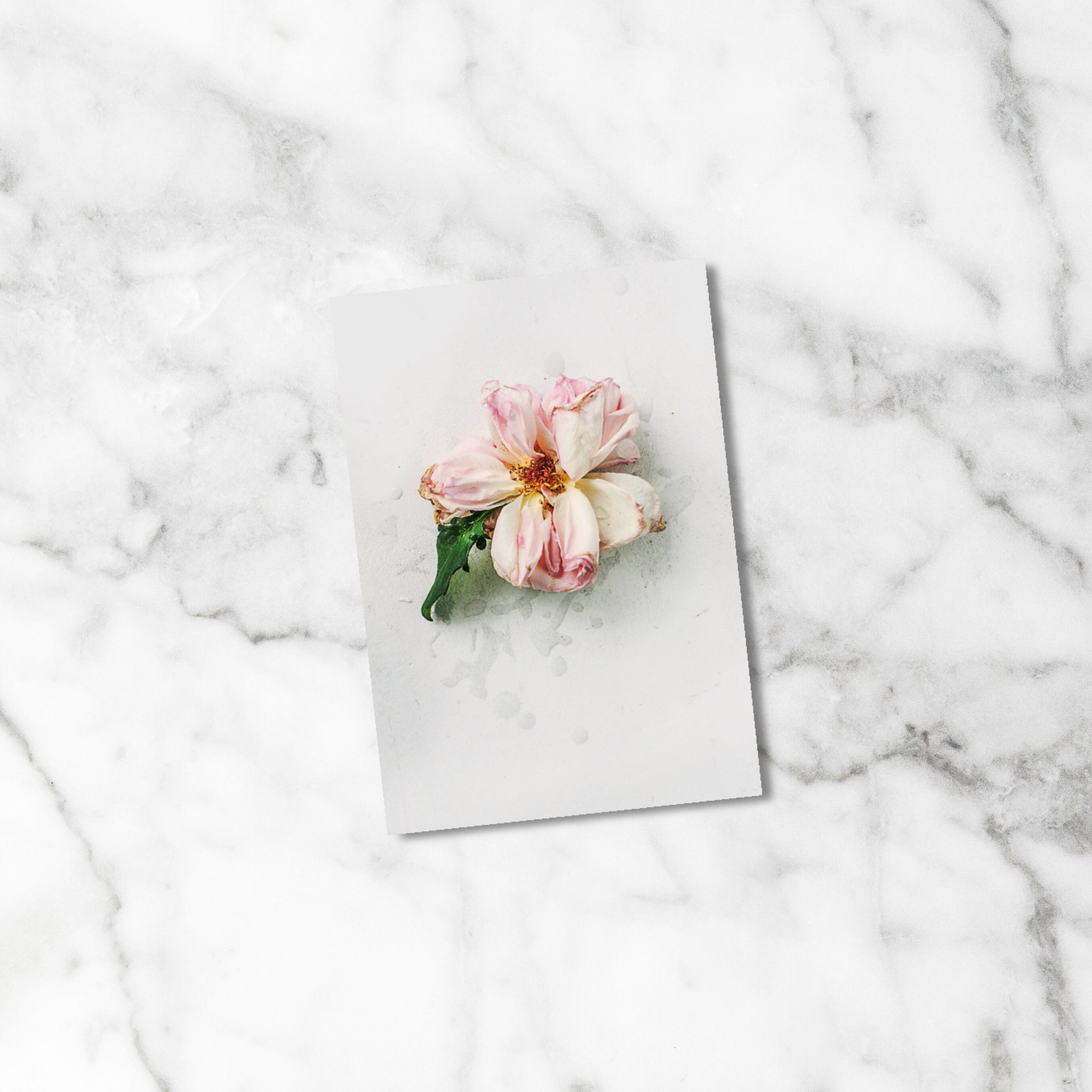 Solitary Faded Beauty Dashboard